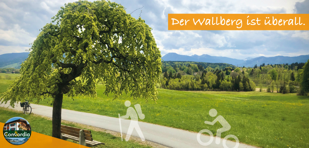 Ulme_Wallberg Ulme_Wallberg